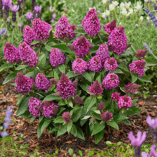 Buddleia 'Little Rockstars Red'