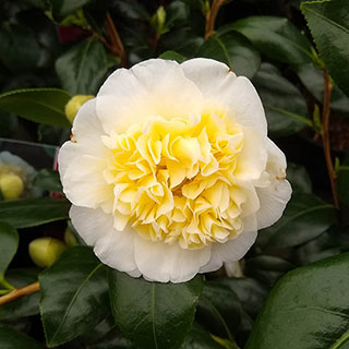 Camellia japonica 'Brushfield's Yellow'