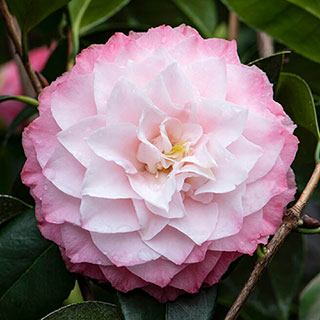 Camellia japonica 'Nuccio's Pearl'