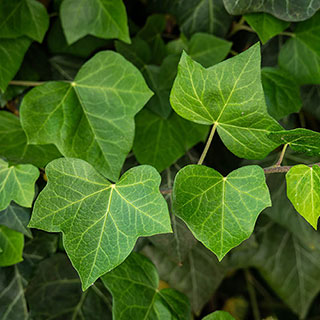 Hedera - Green Ivy