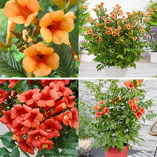 Campsis Red & Orange Trumpet Vine Collection