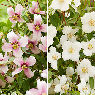 Philadelphus 'Petite Perfume' Collection