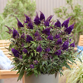 Buddleia 'Butterfly Candy Little Blackberry'