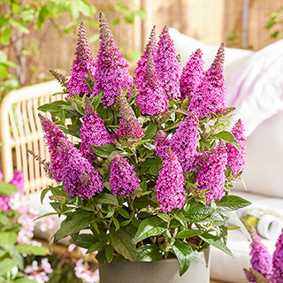 Buddleia 'Butterfly Candy Little Cerise'
