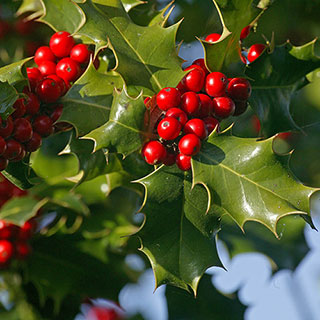 English Holly Hedge