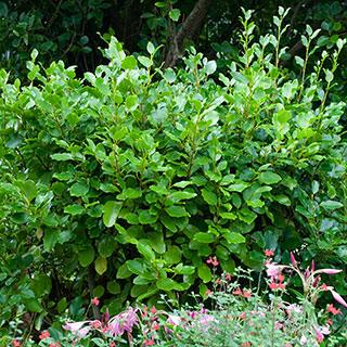 New Zealand Privet Hedge