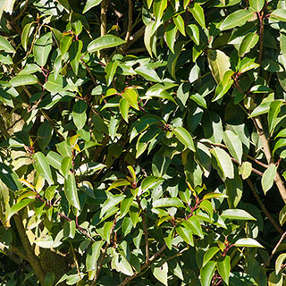 Portuguese Laurel