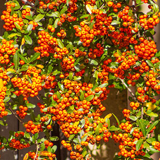 Pyracantha 'Orange Charmer'