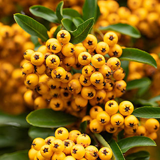 Pyracantha 'Saphyr Yellow'