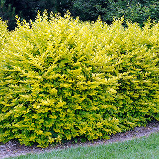 Golden Privet Hedging x 12