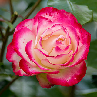 Harkness Rose 'Double Delight'
