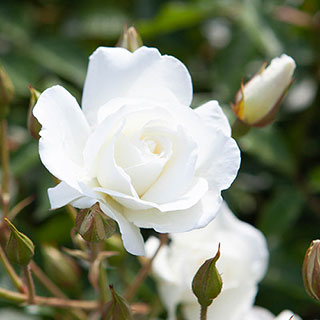 Rose 'Climbing Iceberg'