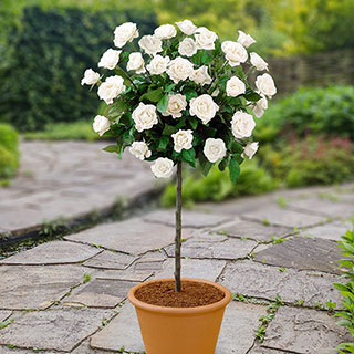 Patio Standard White Rose