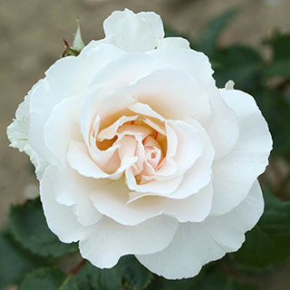 Harkness Rose 'Margaret Merril' 