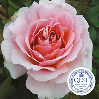 Harkness The Queen Elizabeth II Rose