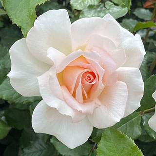Harkness Rose 'At Peace' Apricot