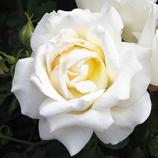 Harkness Rose 'At Peace'