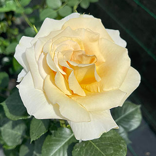 Harkness Rose 'Best Teacher Ever'