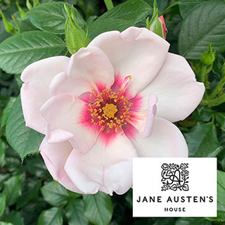 Harkness Rose 'Chawton Cottage' 