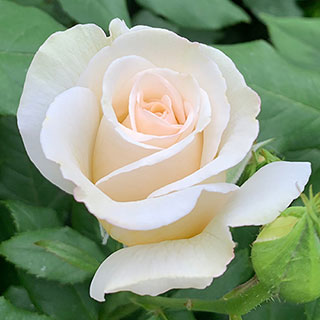 Harkness Rose 'China Wedding 20th Anniversary' 