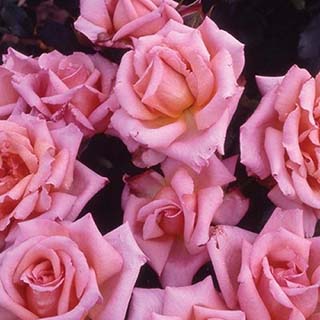 Harkness Rose 'Climbing Compassion' 