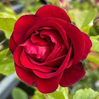 Harkness Rose 'Cumberland'