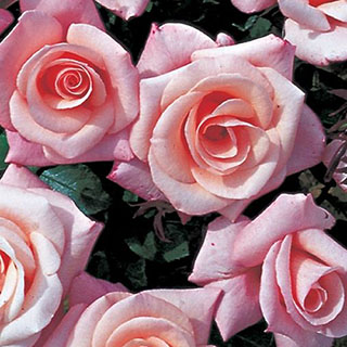 Harkness Rose 'High Hopes' 