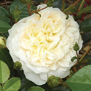 Harkness Rose 'Perpetually Yours'