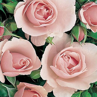 Harkness Rose 'Congratulations'