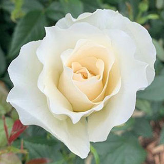 Harkness Rose 'Cotton Wedding 2nd Anniversary' 