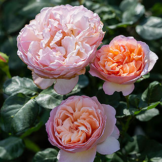 Harkness Rose 'Glyndebourne' 