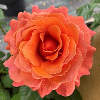 Harkness Rose 'Happy Birthday Orange'