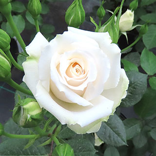 Harkness Rose 'Happy Birthday White'