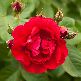 Harkness Rose 'Love Never Dies'