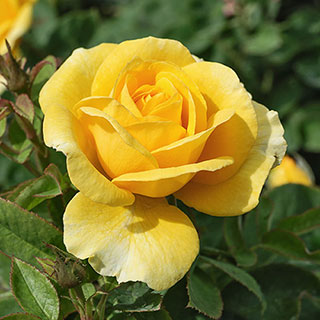 Harkness Rose 'Our John'