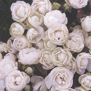 Harkness Rose 'Paper 1st Wedding Anniversary' 