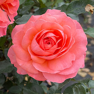 Harkness Rose 'Pink Abundance' 