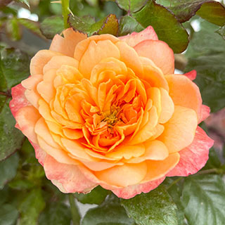 Harkness Rose 'Samaritan' 