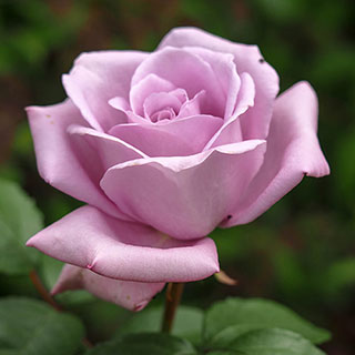 Harkness Rose 'Sapphire Wedding 45th Anniversary' 