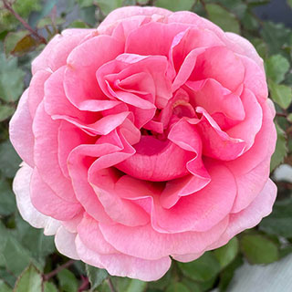 Harkness Rose 'Special Grandma'
