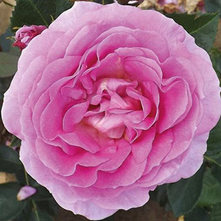 Harkness Rose 'Special Mum' 