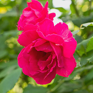 Harkness Rose 'Special Son'