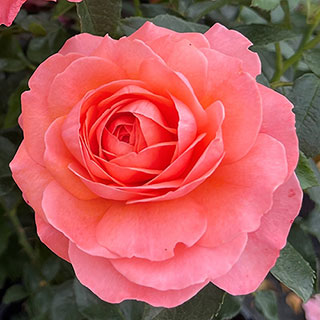 Harkness Rose 'Spirit In The Sky'