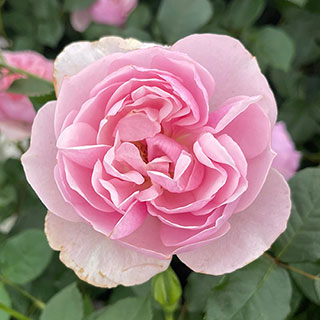 Harkness Rose 'Thank You'