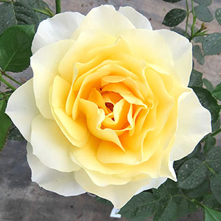 Harkness Rose 'The Happy Couple'