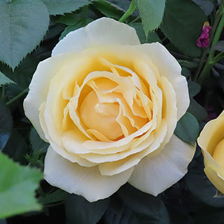 Harkness Rose 'Virginia McKenna' 
