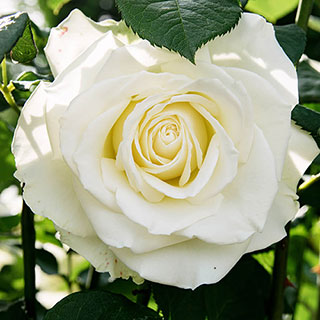Harkness Rose 'White Patio'