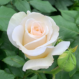 Harkness Rose 'With Love'