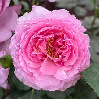 Rose 'Platinum Jubilee'