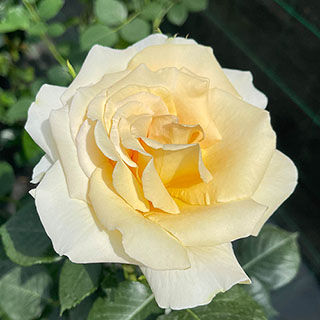 Harkness Rose 'John Ystumllyn' 